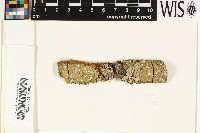 Sarcographa cinchonarum image