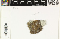 Sarcographa labyrinthica image