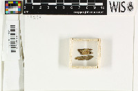 Sclerophora sanguinea image