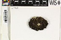 Siphula caracasana image