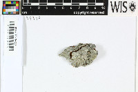 Sphinctrina leucopoda image