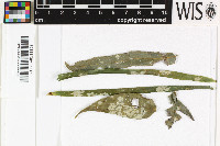 Sporopodium flavescens image