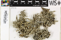 Stereocaulon tomentosum image