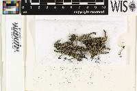 Stereocaulon vesuvianum image