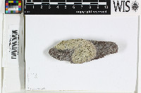 Tephromela arafurensis image