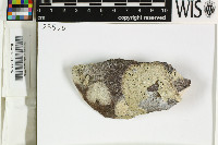 Tephromela arafurensis image