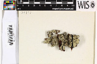 Tephromela velloziae image