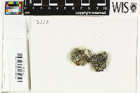 Thalloidima sedifolium image