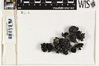 Umbilicaria microphylla image