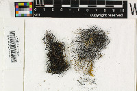 Oropogon lopezii image