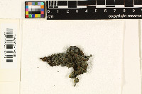 Leptogium cochleatum image