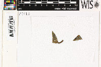 Santricharia farinosa image