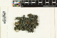 Leptogium phyllocarpum image