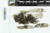 Bacidia millegrana image
