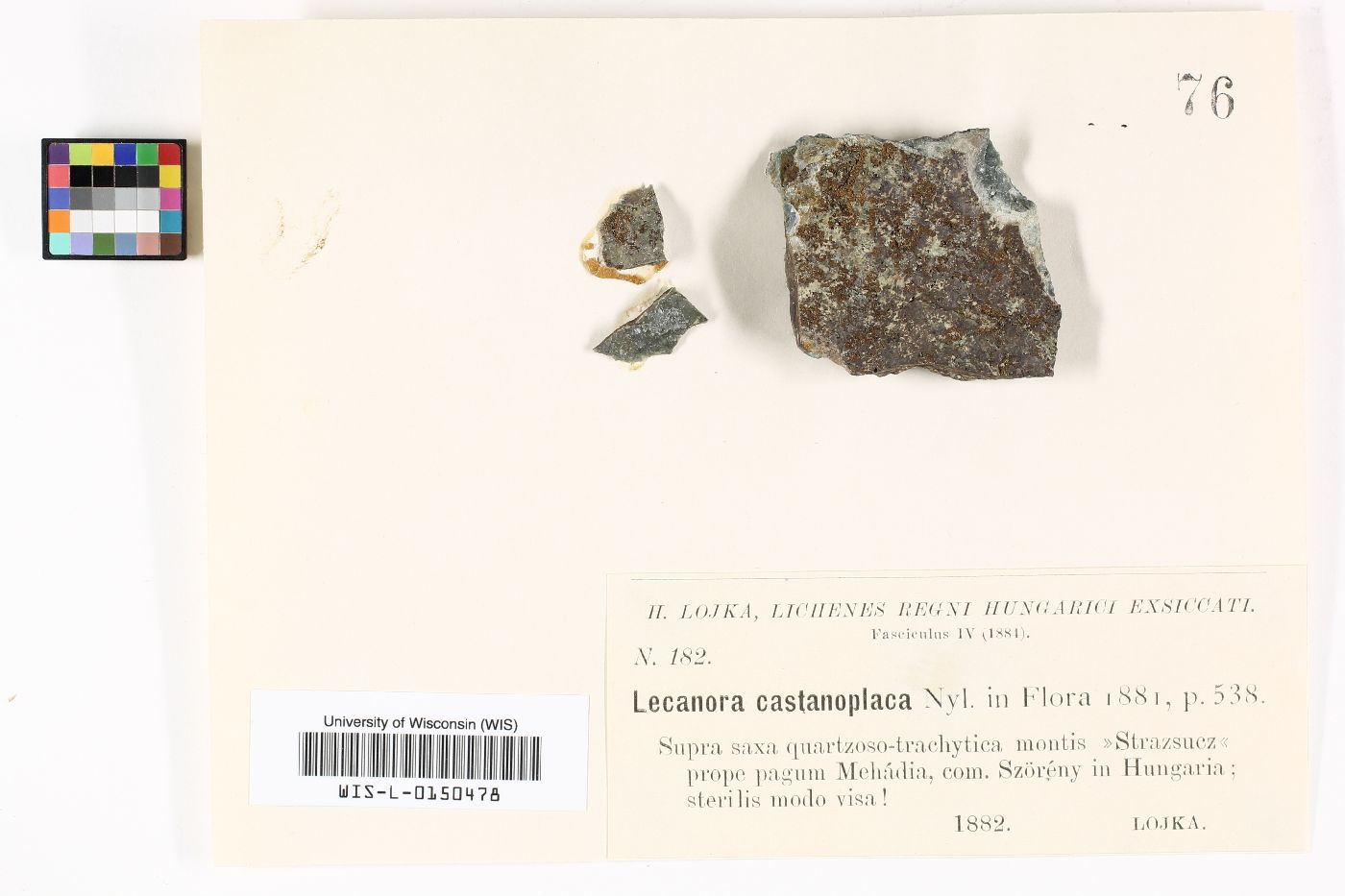 Lecanora castanoplaca image