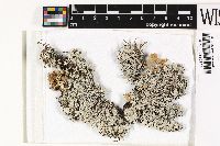 Polyblastidium microphyllum image