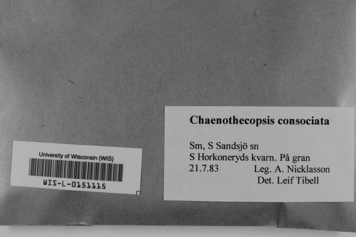 Chaenothecopsis consociata image
