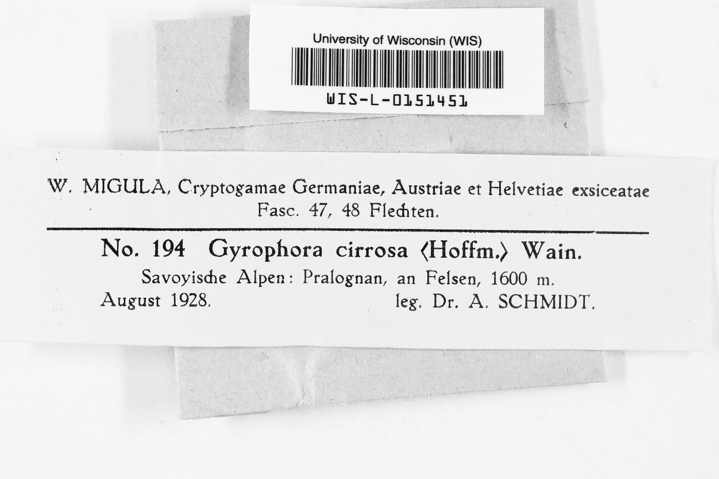 Gyrophora cirrhosa image