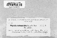 Phaeophyscia endococcina image