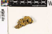 Xanthoria parietina image