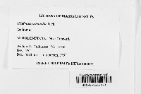 Cladonia cristatella image