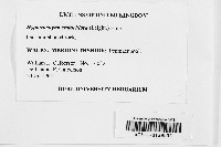 Hypotrachyna endochlora image