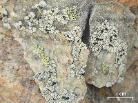 Lecanora subcavicola image