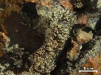 Umbilicaria phaea image