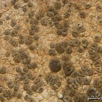 Acarospora fuscescens image