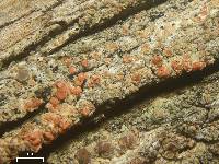 Image of Marchandiomyces corallinus