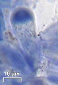 Lecania polycycla image