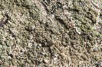 Lecanora subcavicola image