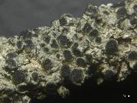 Image of Pertusaria stenhammarii