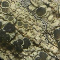 Lecanora mughicola image