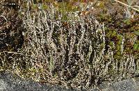 Cladonia verruculosa image