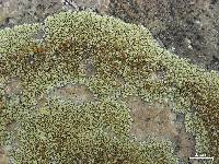 Lecanora sierrae image