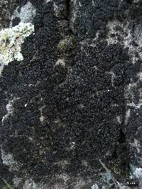 Lichinella nigritella image