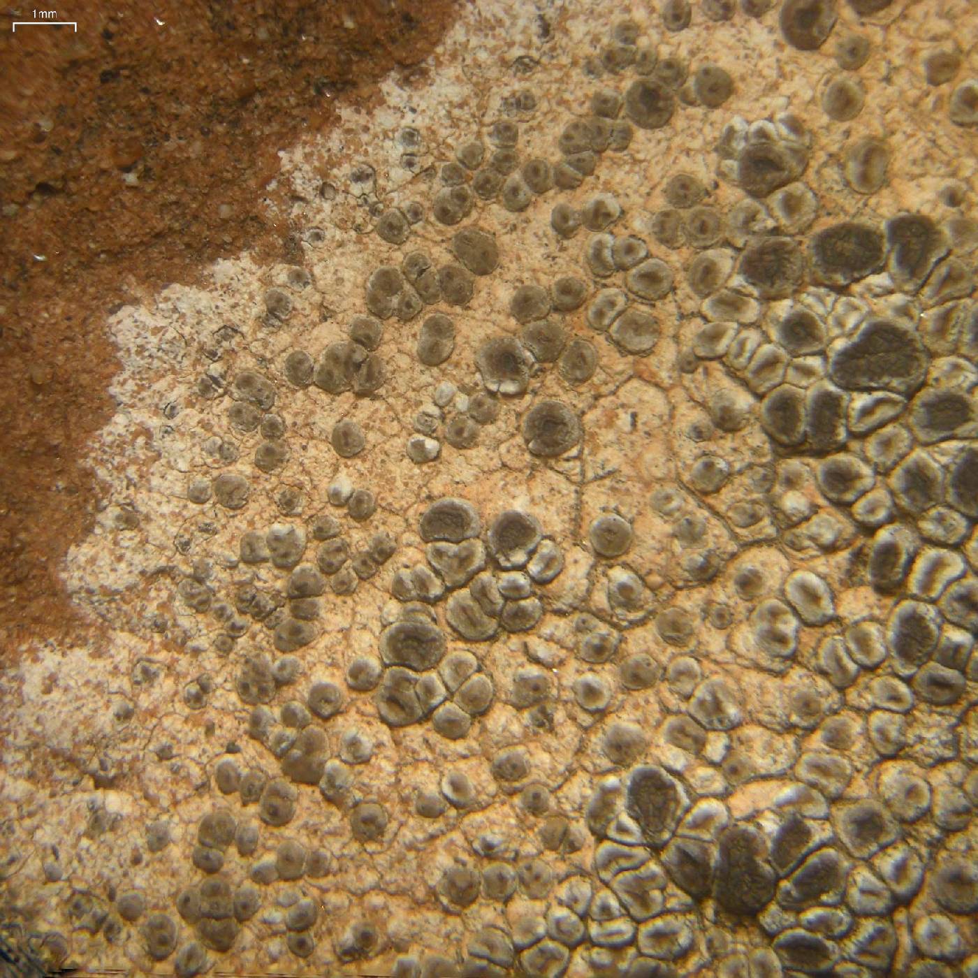 Acarospora fuscescens image