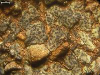 Placidiopsis cinerascens image