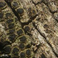Rinodina orculata image
