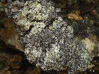 Lecanora thallophila image