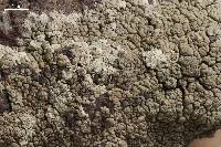 Lecanora subcavicola image