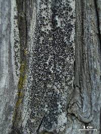 Lecanora cenisia image