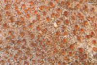 Lecanora hybocarpa image