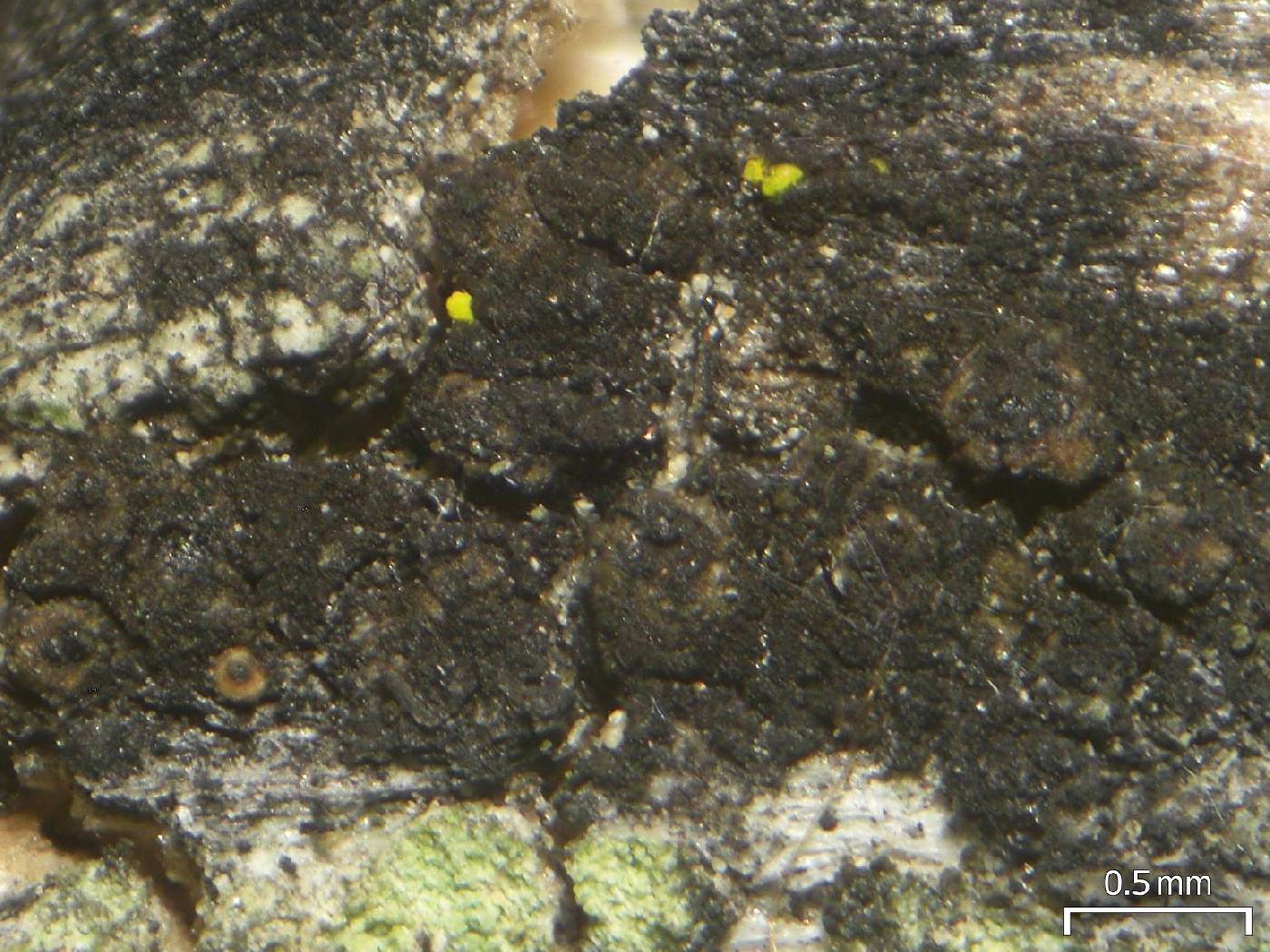 Lichenodiplis lichenicola image