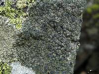 Lecanora subcavicola image