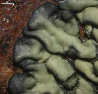 Lecanora sierrae image