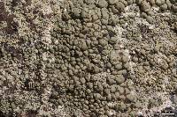 Lecanora subcavicola image