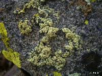 Lecanora polytropa image