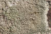 Lecanora subcavicola image